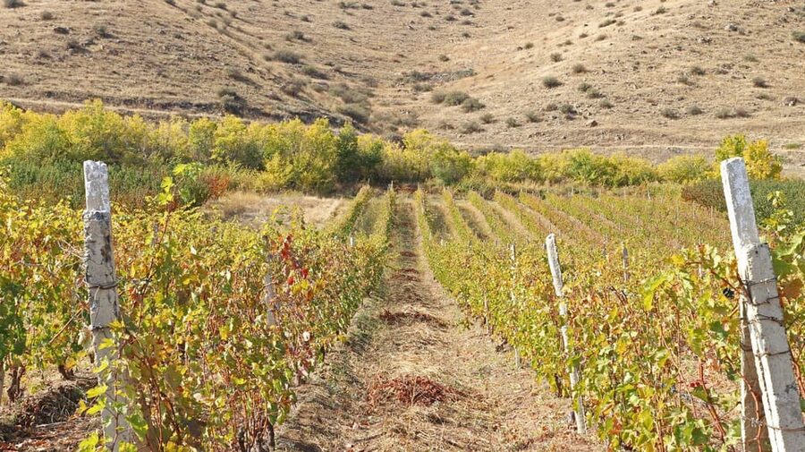 Yerevan: Khor Virap Day Trip with Mount Ararat Wine Tasting - Wine tasting in the fields with Mount Ararat in the background